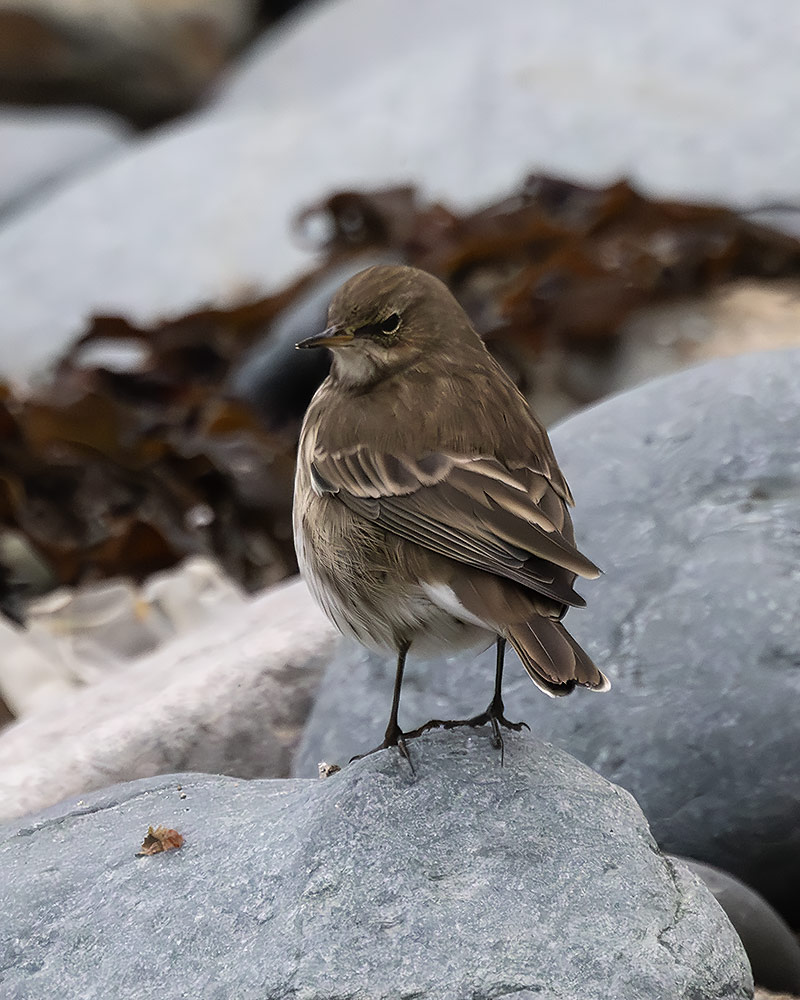 Water pipit